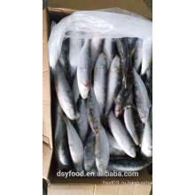 IQF Замороженные морепродукты Sardine Frish Для продажи
